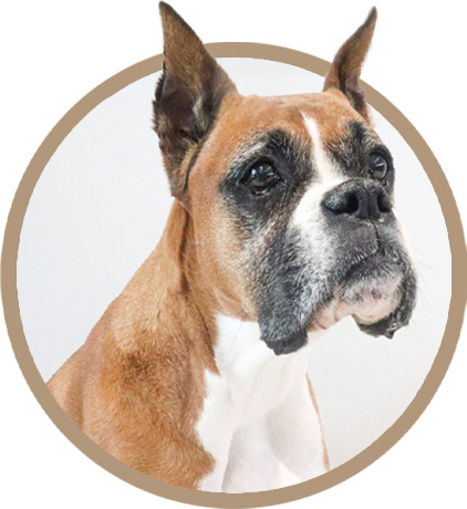 A boxer dog in a circle with a white background.